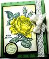 2010/08/30/Yellow_Rose_for_Teapot_Tuesday_small_by_bensarmom.jpg