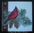 2010/12/22/HFC-DT-Cardinal-Pine-Bough-_by_Selma.jpg