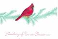 2011/01/25/Heartfelt_Cardinal_Pine_Branch_by_yduj.jpg
