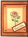 rose_warm_