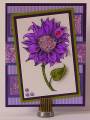2011/03/18/Purple_Sunflower_by_gladiola64.jpg