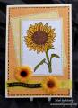 2011/04/04/Sunflower_AC_-_HLSC_copy_by_Made_By_Mandy.jpg