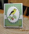 2011/04/13/Gold_Finch_by_JD_from_PAUSA.jpg