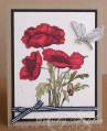 2011/09/07/Red_Poppies_scs_by_SophieLaFontaine.jpg