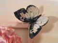 2011/11/26/butterfly_close_up_resized_by_Inkin_One.jpg