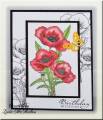 2012/01/13/Poppies_QFTD95_by_MelodyGal.jpg