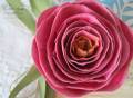 2012/03/06/ROSEdetail3_by_cbuswell.JPG