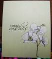 orchids_by