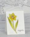 Daffodils_