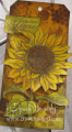 sunflower-