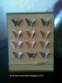2013/03/08/small_butterflies_by_Chanron.jpg