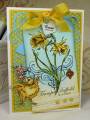 2013/03/11/CC417_Trumpet_Daffodil_by_BeckyTE.JPG