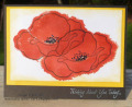 2013/04/12/DoublePoppies_by_jgerwigdively.jpg