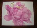 2014/05/13/Watercolor_Peony_001_by_auntpammy.JPG