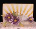 2014/06/05/Asters_and_Sunshine_2_by_cathymac.jpg