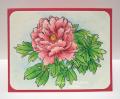 2014/08/15/rosy-peony-hbs_by_hbrown.jpg