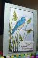bird-blue_