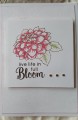Full_Bloom