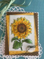 2018/08/06/layered_sunflower_by_nancy_souza.jpg