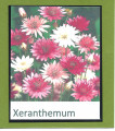 2018/11/28/Xeranthemum_seeds_flowers_by_hotwheels.jpg