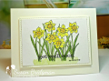 2019/02/25/daffodils_by_susanbri.png