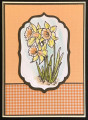 Daffodil_2