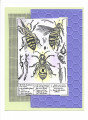 2020/02/14/Bee_Anatomy_by_ArtzadoniStudio.jpg