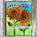2020/08/12/Like_a_Sunflower_by_cathymac.jpg