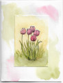 2021/01/23/tulips_wc_by_SophieLaFontaine.jpg