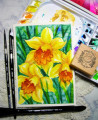 2021/03/02/WCW039-_How_to_paint_Daffodils_wc_-_try_1_by_TLady.JPG