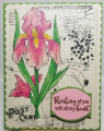 2022/02/17/Daffodil_flowers_by_hotwheels.jpeg