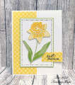 Daffodil_S