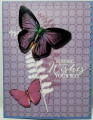 2022/05/05/Mom_s_butterflies_by_hotwheels.jpeg