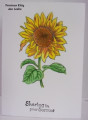 2022/07/02/Sunflower_Sorrow_by_Precious_Kitty.JPG