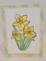 daffodils_