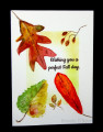 2025/09/23/Benzi_09-21-2025colorfulleaves1_jpg_by_Benzi.JPG
