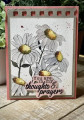 2026/04/27/daisies_by_nwilliams6.jpg