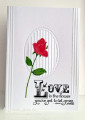 2026/05/04/CAS896_CAS897_Rose_by_Jay_Bee.jpg