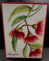 2026/05/13/WCW311_annsforte3_Red_Gums_by_annsforte3.jpg