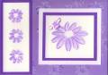 2005/08/08/purple_dd_daisy_by_fiona.jpg