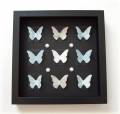2009/03/03/Butterfly-Shadow-Box_by_catwingtwing.jpg