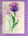 Thistle_by