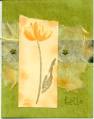 2006/04/19/tulip_hello_by_paperquilter.jpg