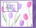 2005/04/18/Terrific_Tulips_-_HB_-_Purple.JPG