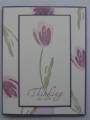 2005/05/23/Terrific_Tulips_1.JPG