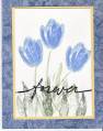 Tulips_by_