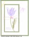 2006/06/24/Terrific_Tulips_-_Carrie_Clary_by_vcm3007.jpg