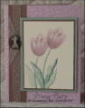 2007/01/15/CC97_plum_tulips_wh_by_LodiChick.png