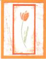 2007/11/07/orange_tulip_by_SusieQ4417.jpg