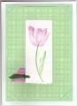 Pink_tulip